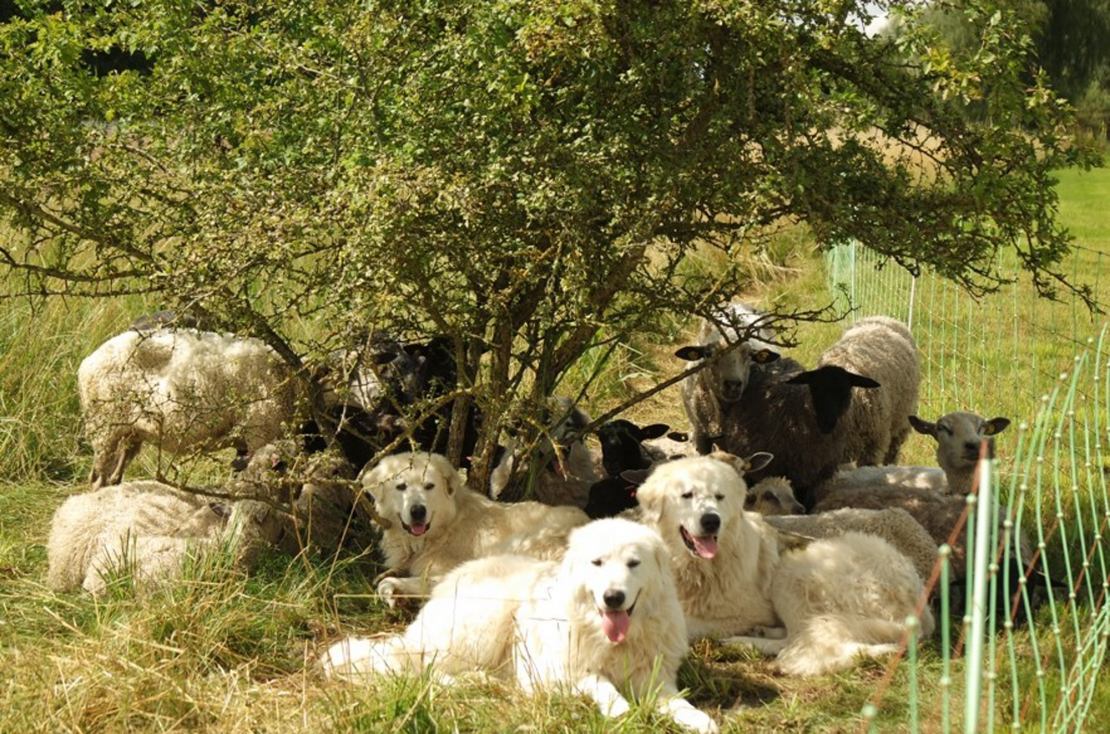 Hütehunde zusammen mit einerSchafherde