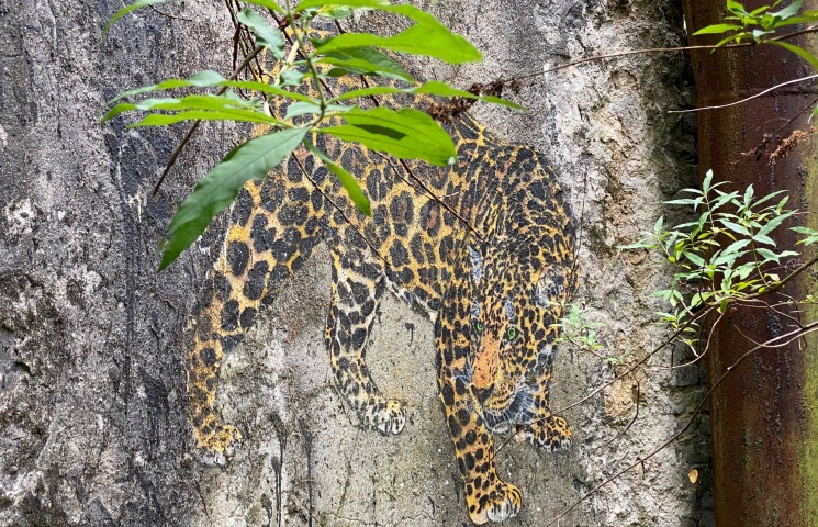 Leopard mit Grün
