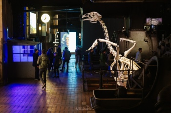 preview WKE X Ray 127431